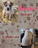 Brandy, a female Australian Cattle Dog for sale in Walnut, IA – 2 of 3