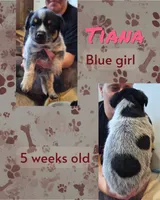 Tiana, a female Australian Cattle Dog for sale in Walnut, IA – 2 of 3