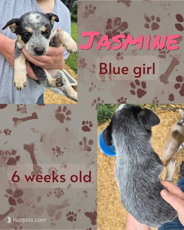 Jasmine – Australian Cattle Dog puppy for sale in Walnut, IA