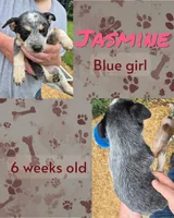 Jasmine, a female Australian Cattle Dog for sale in Walnut, IA – 1 of 3