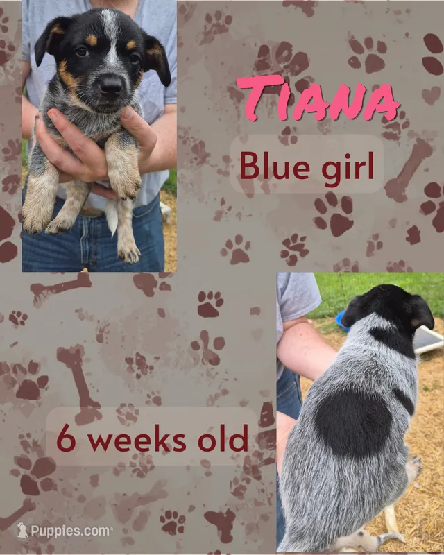 Tiana – Australian Cattle Dog puppy for sale in Walnut, IA