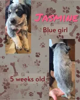 Jasmine, a female Australian Cattle Dog for sale in Walnut, IA – 2 of 3