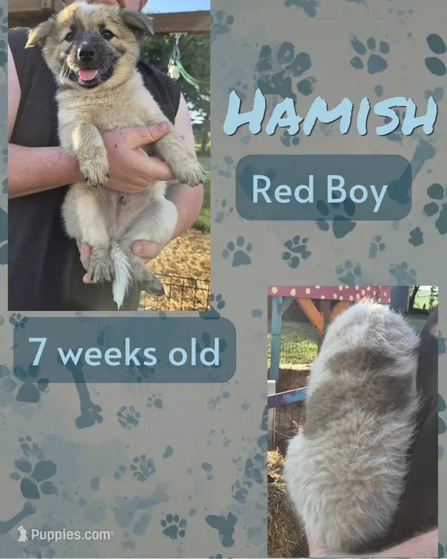 Hamish – Australian Cattle Dog puppy for sale in Walnut, IA