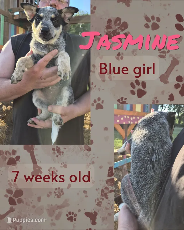 Jasmine – Australian Cattle Dog puppy for sale in Walnut, IA