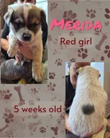 Merida, a female Australian Cattle Dog for sale in Walnut, IA – 2 of 3