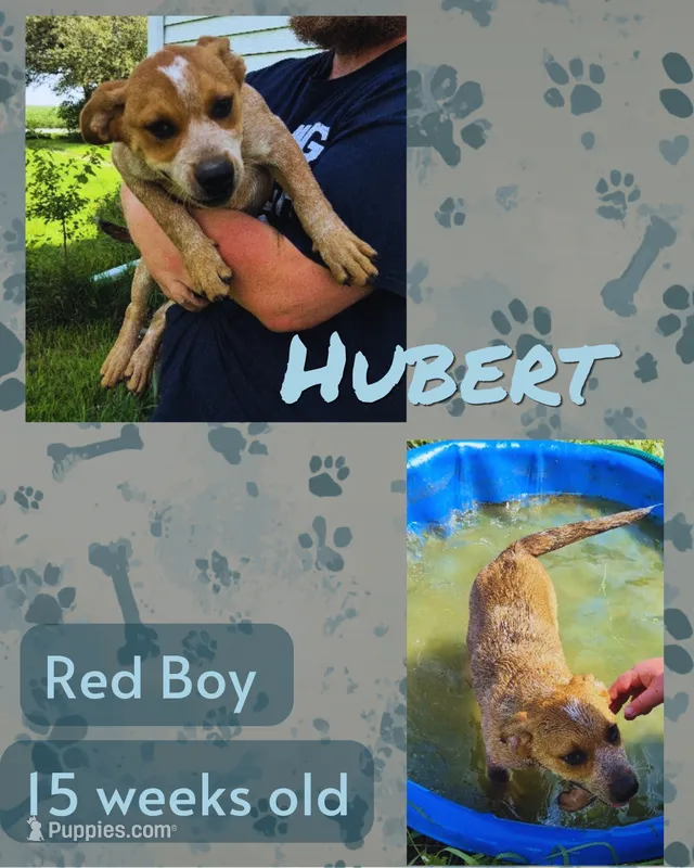 Hubert – Australian Cattle Dog puppy for sale in Walnut, IA