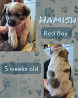 Hamish, a male Australian Cattle Dog for sale in Walnut, IA – 2 of 3