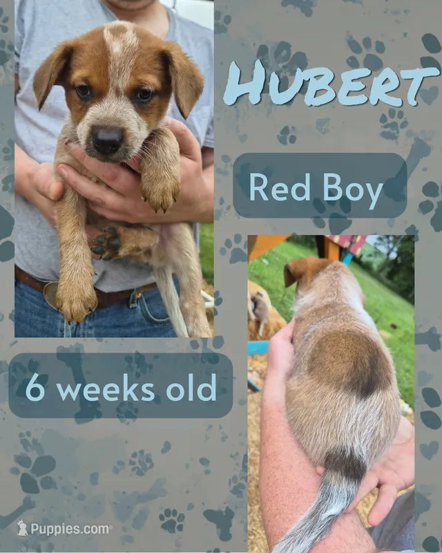 Hubert – Australian Cattle Dog puppy for sale in Walnut, IA