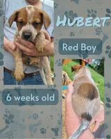 Hubert, a male Australian Cattle Dog for sale in Walnut, IA – 1 of 3