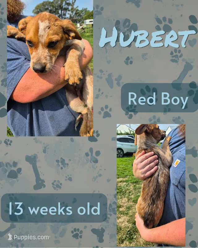 Hubert – Australian Cattle Dog puppy for sale in Walnut, IA