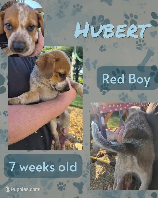 Hubert – Australian Cattle Dog puppy for sale in Walnut, IA