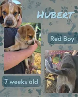 Hubert, a male Australian Cattle Dog for sale in Walnut, IA – 1 of 4