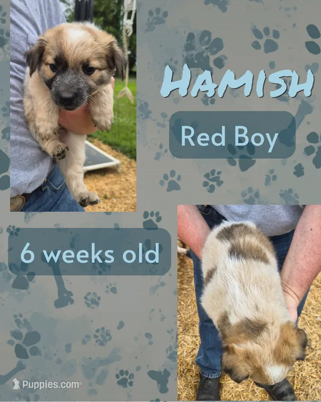Hamish – Australian Cattle Dog puppy for sale in Walnut, IA