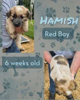 Hamish, a male Australian Cattle Dog for sale in Walnut, IA – 1 of 3