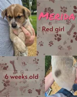 Merida, a female Australian Cattle Dog for sale in Walnut, IA – 1 of 3
