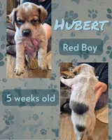 Hubert, a male Australian Cattle Dog for sale in Walnut, IA – 2 of 3