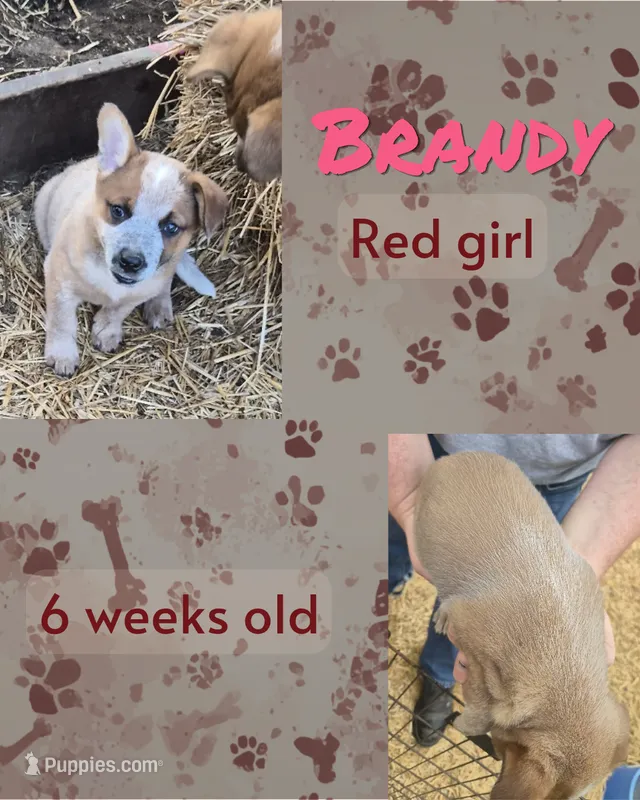 Brandy – Australian Cattle Dog puppy for sale in Walnut, IA