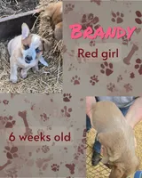 Brandy, a female Australian Cattle Dog for sale in Walnut, IA – 1 of 3