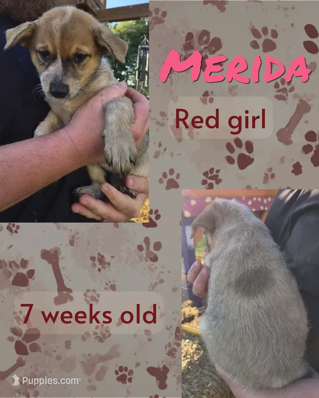 Merida – Australian Cattle Dog puppy for sale in Walnut, IA