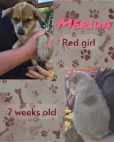 Merida, a female Australian Cattle Dog for sale in Walnut, IA – 1 of 4