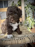 Tigger, a male Poodle - Toy  for sale in Dover, FL – Photo 3 of 10