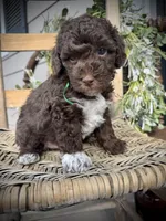 Tigger, a male Poodle - Toy  for sale in Dover, FL – Photo 5 of 10