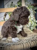 Tigger, a male Poodle - Toy  for sale in Dover, FL – Photo 8 of 10