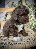Tigger, a male Poodle - Toy  for sale in Dover, FL – Photo 10 of 10