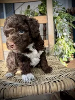 Tigger, a male Poodle - Toy  for sale in Dover, FL – Photo 2 of 10