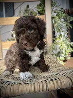 Tigger, a male Poodle - Toy  for sale in Dover, FL – Photo 1 of 10