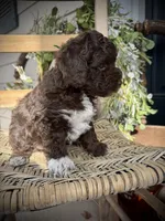 Tigger, a male Poodle - Toy  for sale in Dover, FL – Photo 9 of 10