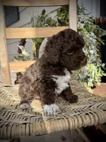 Tigger, a male Poodle - Toy  for sale in Dover, FL – Photo 6 of 10