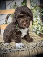 Tigger, a male Poodle - Toy  for sale in Dover, FL – Photo 7 of 10