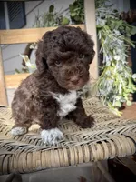 Tigger, a male Poodle - Toy  for sale in Dover, FL – Photo 4 of 10