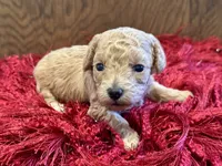 Sugar, a female Poodle - Toy  for sale in Dover, FL – Photo 6 of 10