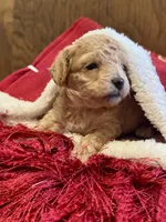 Sugar, a female Poodle - Toy  for sale in Dover, FL – Photo 3 of 10