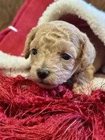 Sugar, a female Poodle - Toy  for sale in Dover, FL – Photo 9 of 10