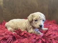 Sugar, a female Poodle - Toy  for sale in Dover, FL – Photo 4 of 10