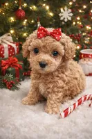 Sugar, a female Poodle - Toy  for sale in Dover, FL – Photo 1 of 10