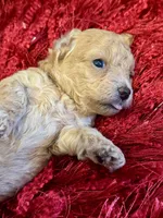 Sugar, a female Poodle - Toy  for sale in Dover, FL – Photo 10 of 10
