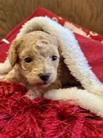 Sugar, a female Poodle - Toy  for sale in Dover, FL – Photo 7 of 10