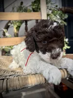 Ricky , a male Poodle - Toy  for sale in Dover, FL – Photo 3 of 10