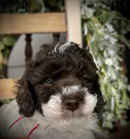 Ricky , a male Poodle - Toy  for sale in Dover, FL – Photo 1 of 10