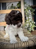 Ricky , a male Poodle - Toy  for sale in Dover, FL – Photo 9 of 10