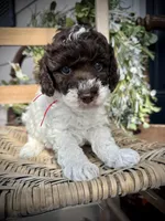 Ricky , a male Poodle - Toy  for sale in Dover, FL – Photo 5 of 10