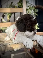 Ricky , a male Poodle - Toy  for sale in Dover, FL – Photo 7 of 10