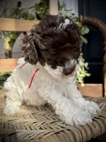 Ricky , a male Poodle - Toy  for sale in Dover, FL – Photo 4 of 10
