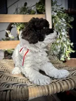 Ricky , a male Poodle - Toy  for sale in Dover, FL – Photo 8 of 10
