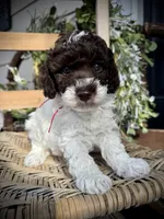 Ricky , a male Poodle - Toy  for sale in Dover, FL – Photo 6 of 10