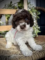 Ricky , a male Poodle - Toy  for sale in Dover, FL – Photo 2 of 10
